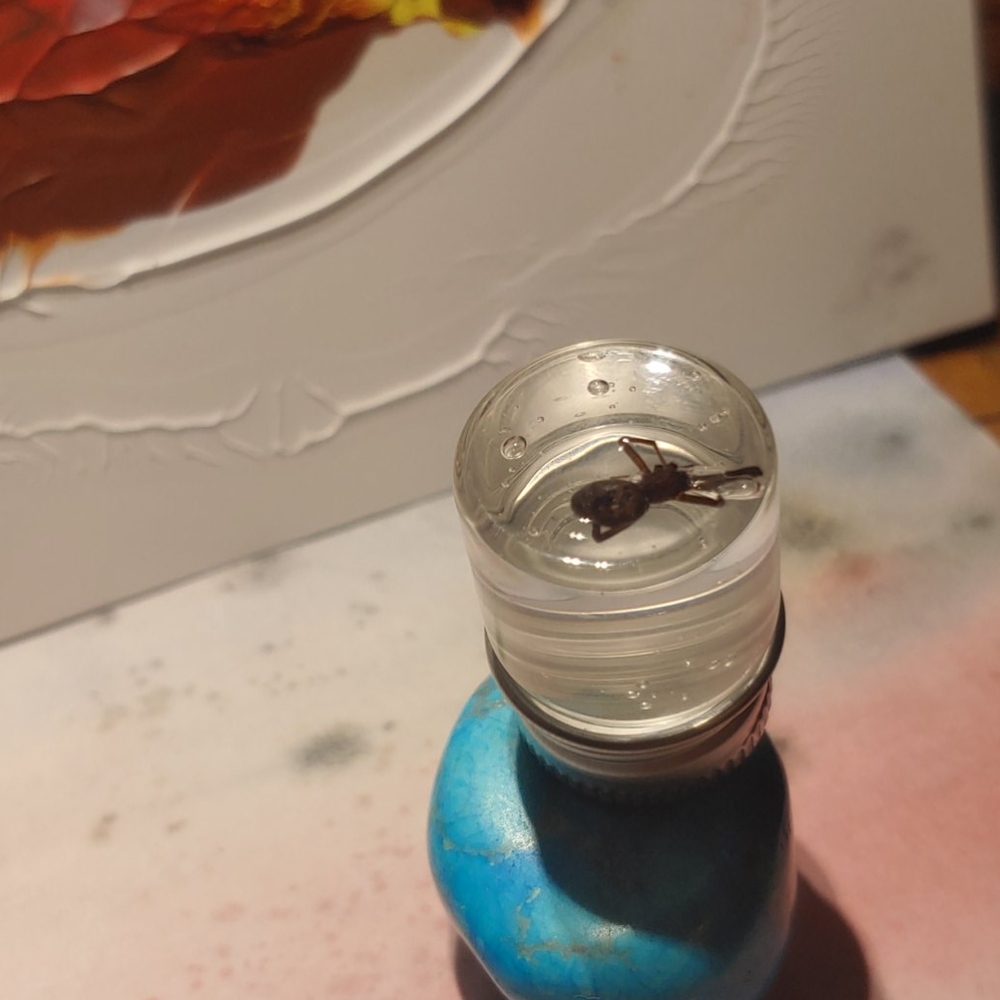 Spider in a jar